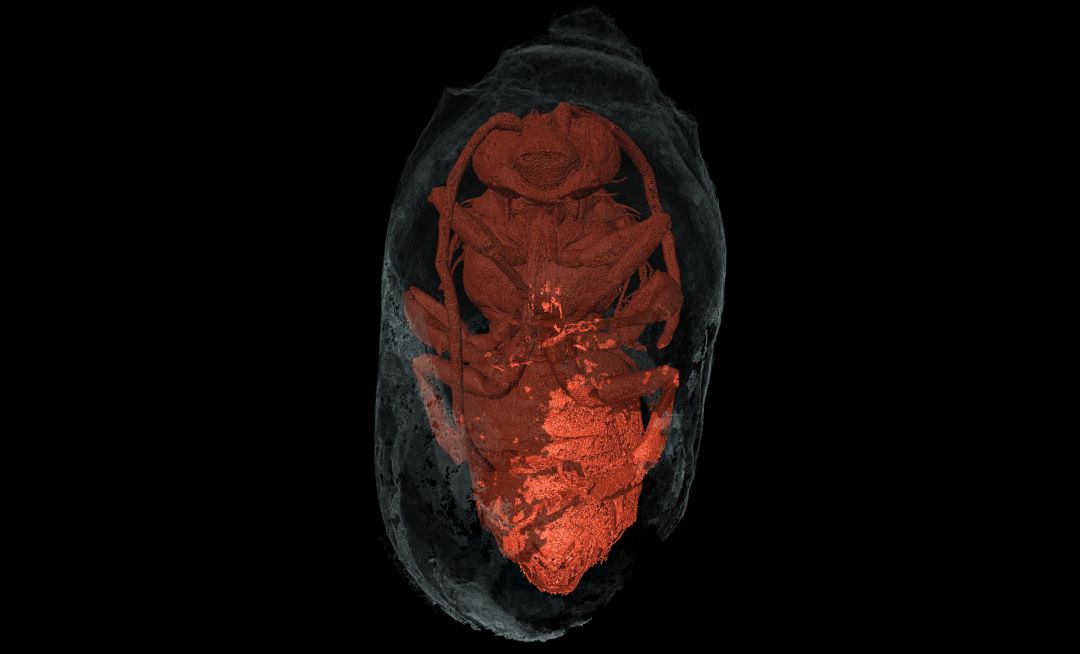 Tomografía microcomputerizada de rayos X de un macho de Eucera dentro de su nido