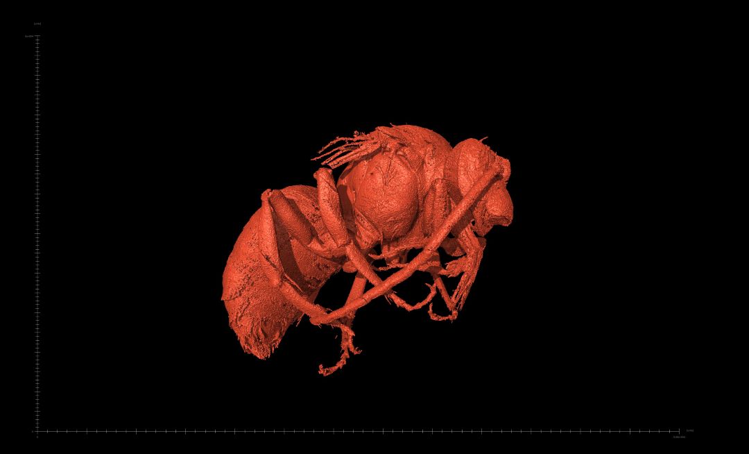 Vista lateral de un macho de Euroceras por tomografía microcomputerizada de rayos X